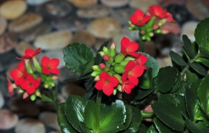 2013_01.26_AuntMary_XmasKalanchoe_5498